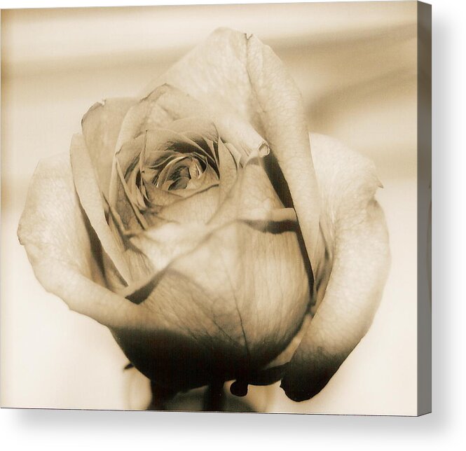 Pure Acrylic Print featuring the pyrography Gentle One by Gloria Warren