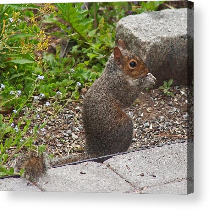 Squirrel Acrylic Print featuring the photograph Grey Squirrel by Jeff Galbraith