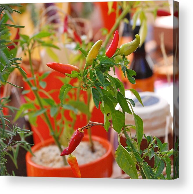 Hot Peppers Acrylic Print featuring the photograph Hot Peppers by Mary McAvoy