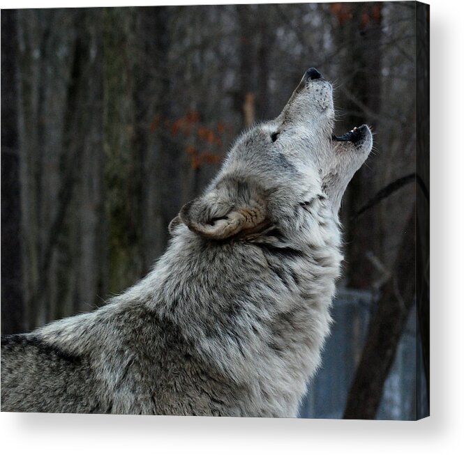 Lakota Acrylic Print featuring the photograph Howling Tundra Wolf by Richard Bryce and Family