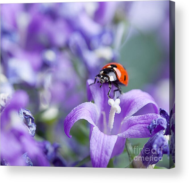 Ladybug Acrylic Print featuring the photograph Ladybug and Bellflowers by Nailia Schwarz