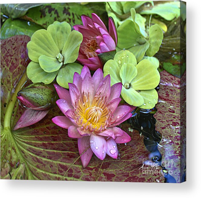 Pink Water Lily Acrylic Print featuring the photograph Lilies No. 21 by Anne Klar