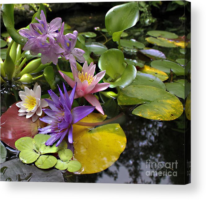 Waterlilies Acrylic Print featuring the photograph Lilies No. 7 by Anne Klar