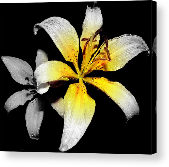 Lily Acrylic Print featuring the photograph Lily In Focal Black And White by Kim Galluzzo