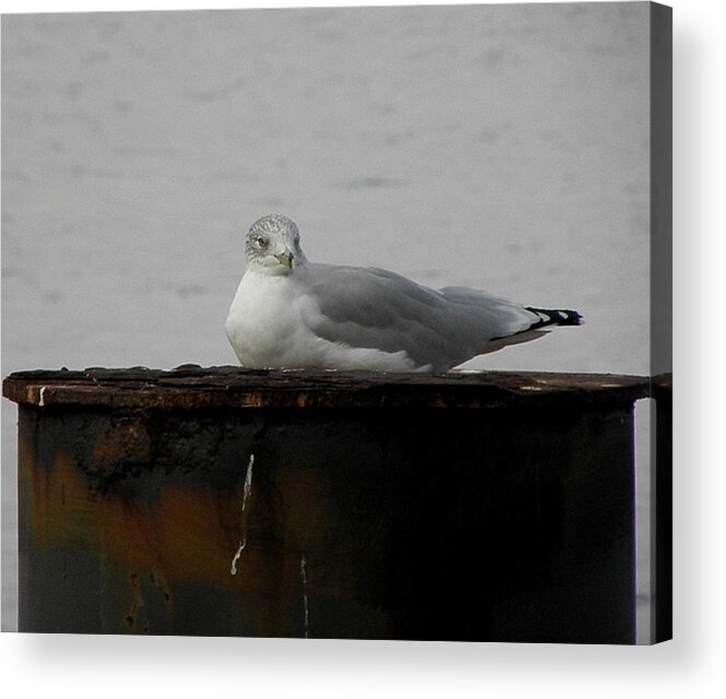 Seagull Acrylic Print featuring the photograph My Spot by Kim Galluzzo