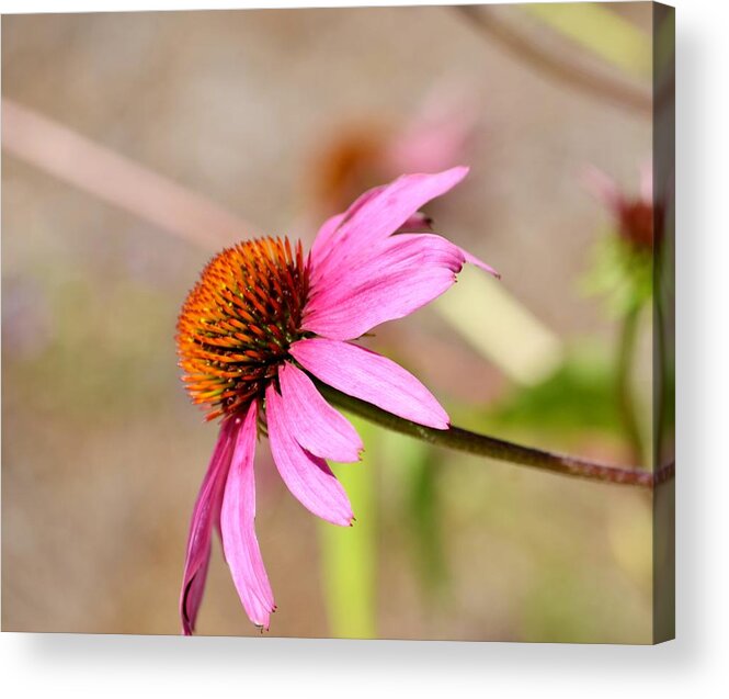 Orange Acrylic Print featuring the photograph Orange Spiked by Maria Urso