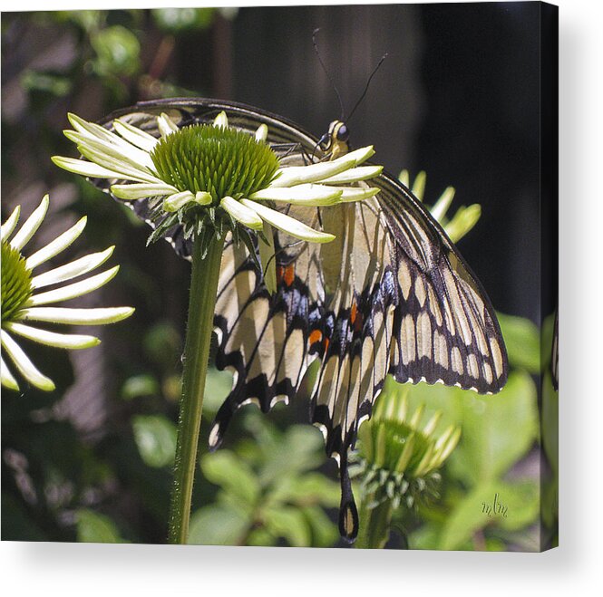 Butterfly Acrylic Print featuring the photograph Pale Swallowtail by Marie Morrisroe
