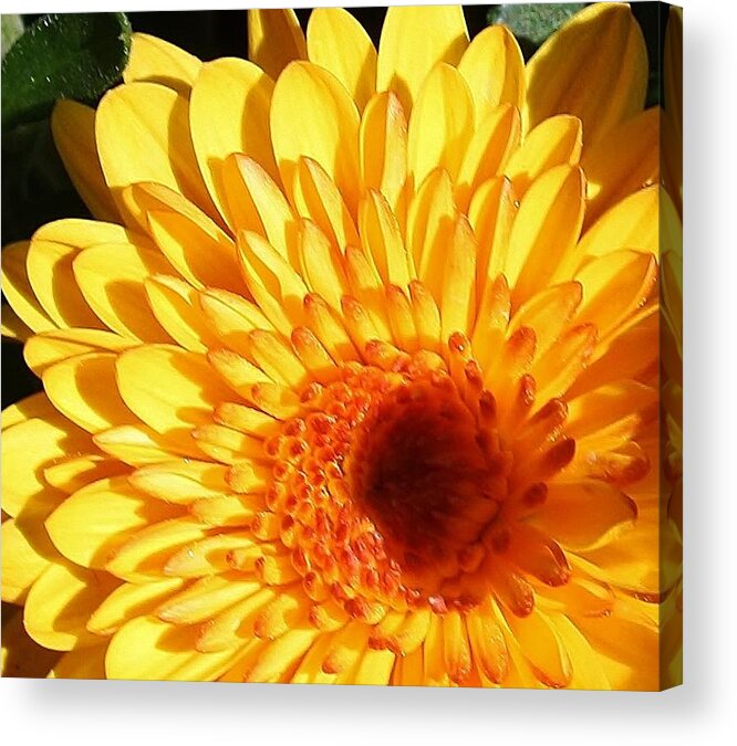 Flora Acrylic Print featuring the photograph Petals of Yellow by Bruce Bley