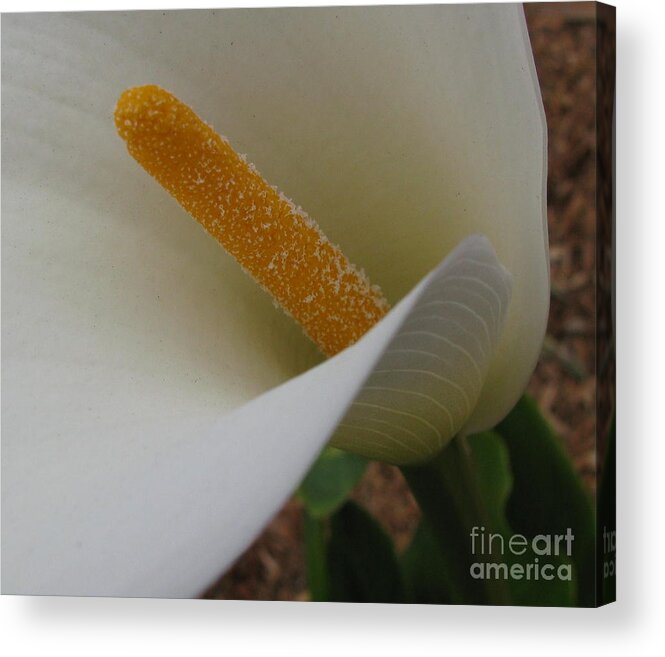Flower Acrylic Print featuring the photograph Piercing by Holy Hands