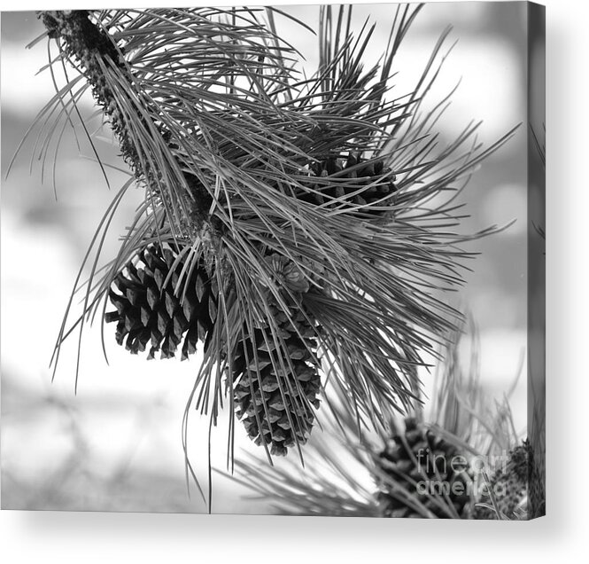 Pine Cones Acrylic Print featuring the photograph Pine Cones by Dorrene BrownButterfield