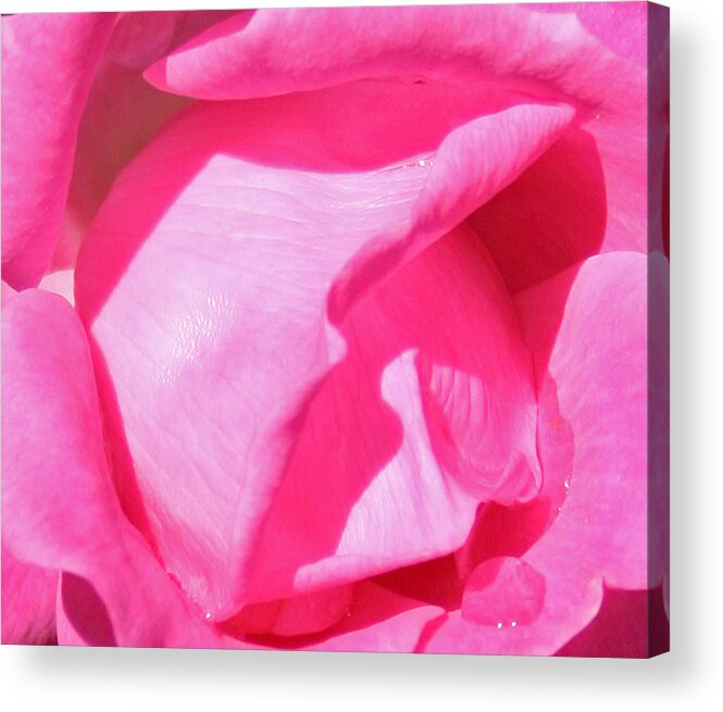 Pink Acrylic Print featuring the photograph Pleasingly Pink by Karen Harrison Brown