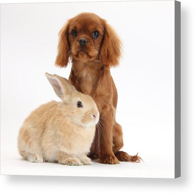 Nature Acrylic Print featuring the photograph Ruby Cavalier King Charles Spaniel Pup by Mark Taylor