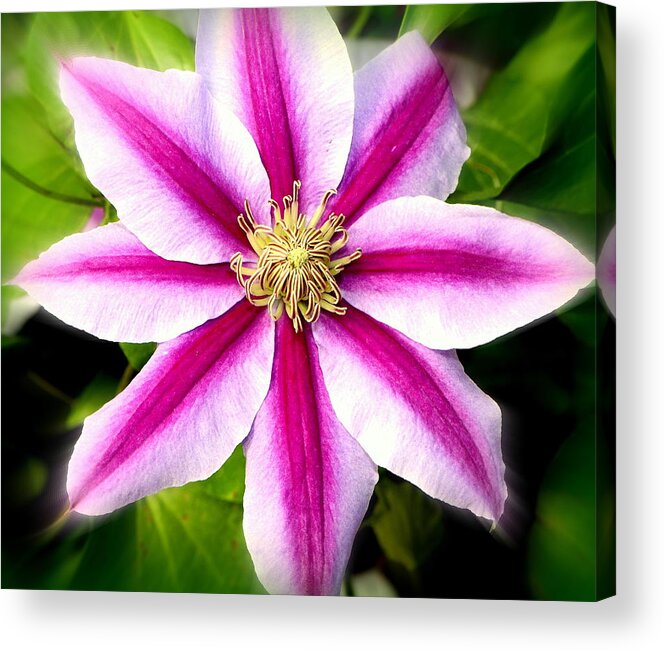 Clematis Acrylic Print featuring the photograph Star Power.... by Tanya Tanski