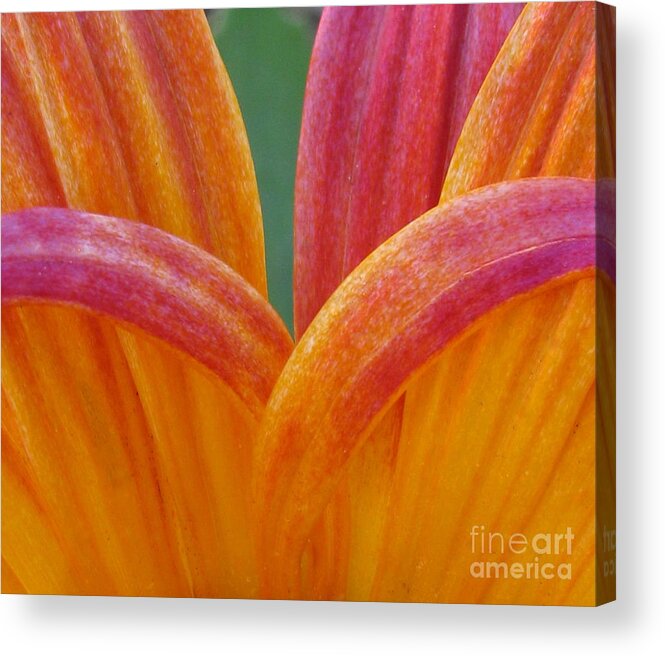 Flower Acrylic Print featuring the photograph Sturdiness by Tina Marie