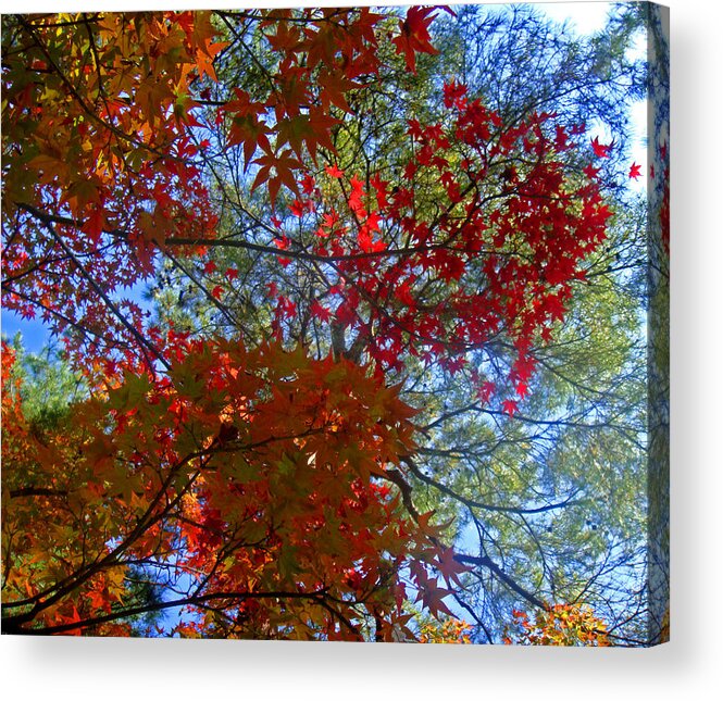 Japan Acrylic Print featuring the photograph The Colors of Autumn by Roberto Alamino