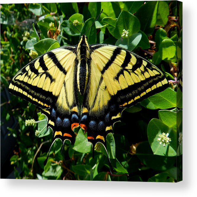 Butterfly Acrylic Print featuring the photograph Tiger Swallowtail by ShaddowCat Arts - Sherry