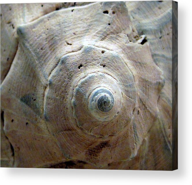 Whelk Acrylic Print featuring the photograph Whelk whirl by Life Makes Art