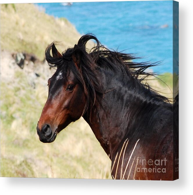 Wild Horse Acrylic Print featuring the photograph Wild and Free by Johanne Peale