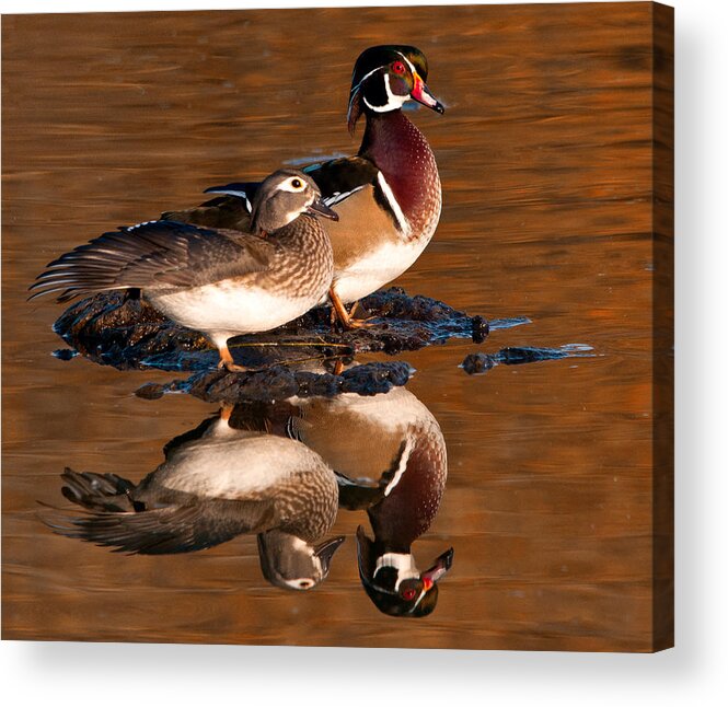 Wood Duck Acrylic Print featuring the photograph Wood Ducks by Wade Aiken