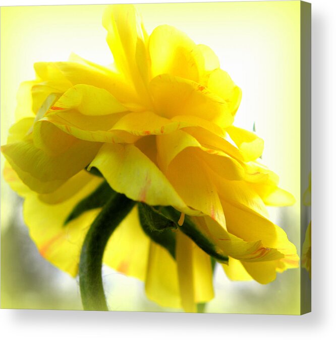 Ranunculus Acrylic Print featuring the photograph Yellow Glow In The Sun by Kim Galluzzo