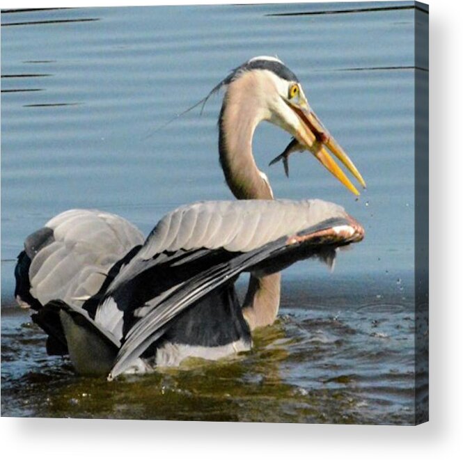 Great Blue Heron Acrylic Print featuring the photograph Breakfast #1 by Sumoflam Photography