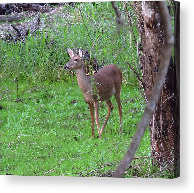 Doe Acrylic Print featuring the photograph Doe in Nature #1 by Rosalie Scanlon