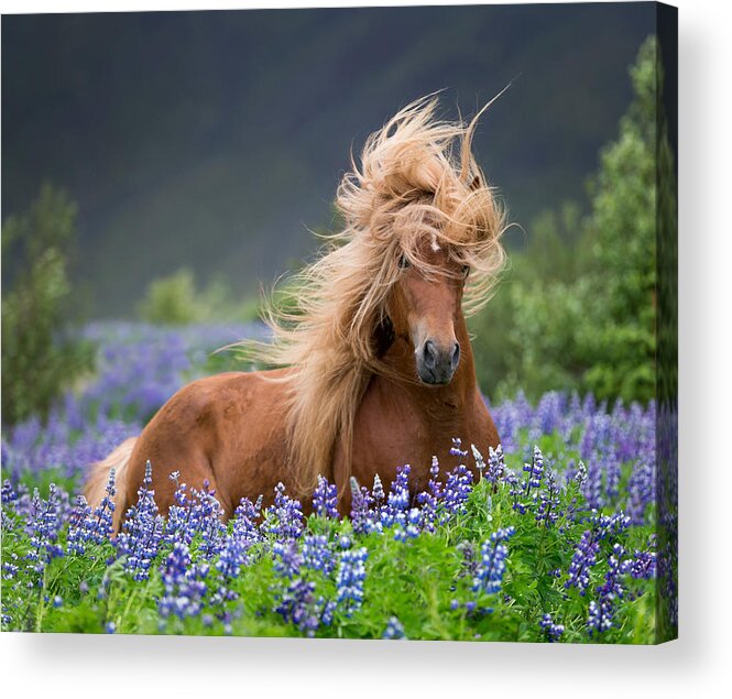 Photography Acrylic Print featuring the photograph Horse Running By Lupines. Purebred #1 by Panoramic Images