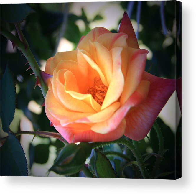 Jacob's Acrylic Print featuring the photograph Jacob's Rose by Marna Edwards Flavell