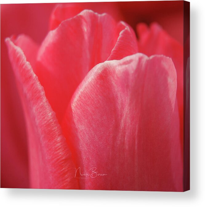 Tulip Acrylic Print featuring the photograph Softly #1 by Nick Boren
