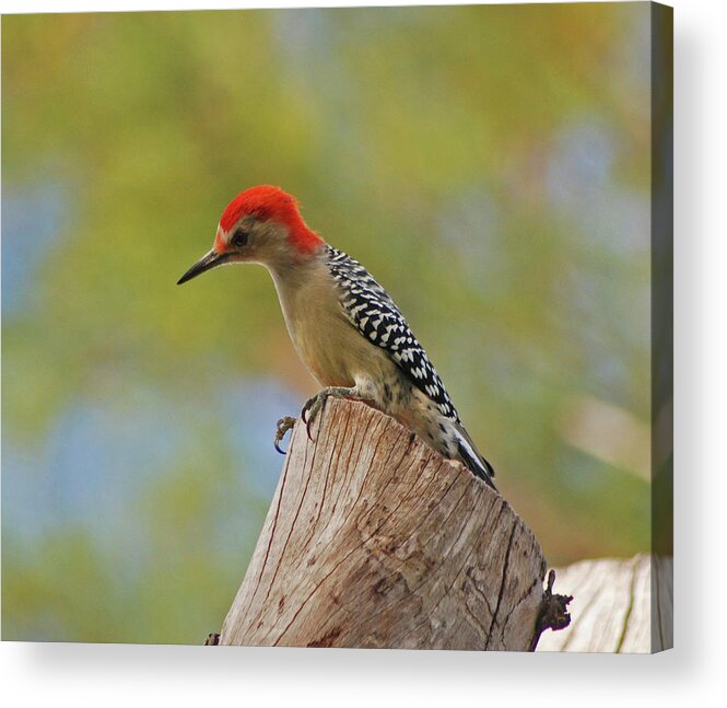 Woodpecker Acrylic Print featuring the digital art 1- Woodpecker by Joseph Keane