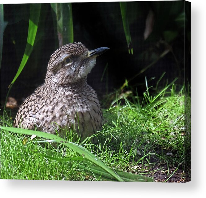 Bush Stone Curlew Acrylic Print featuring the photograph Young Bush Stone Curlew #1 by Ronda Ryan