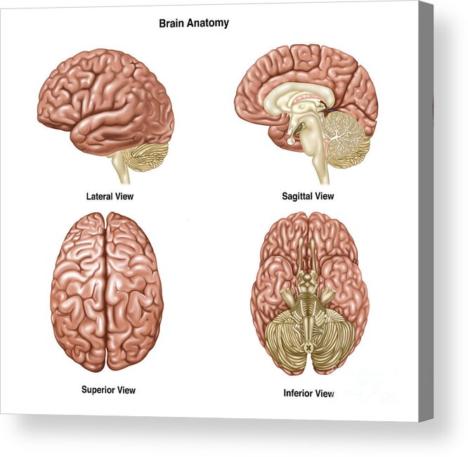 Frontal Lobe Acrylic Print featuring the photograph Brain Anatomy, Illustration #2 by Gwen Shockey