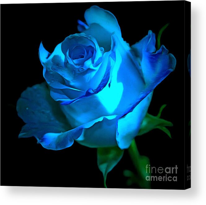 Rose Acrylic Print featuring the photograph Forever In Love #3 by Krissy Katsimbras