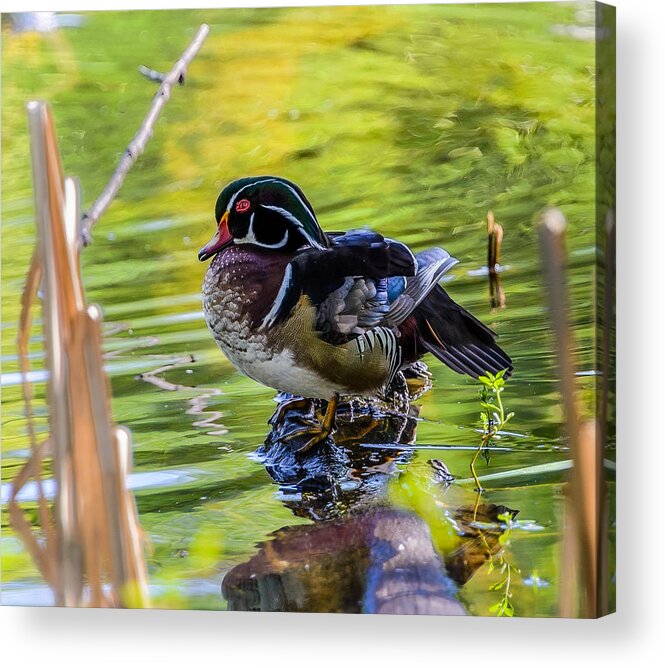 Wood Duck Acrylic Print featuring the photograph Wood Duck by Jerry Cahill