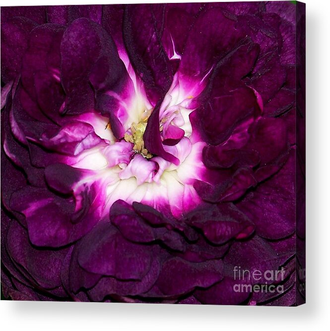 Rose Acrylic Print featuring the photograph Rose #29 by Sylvie Leandre
