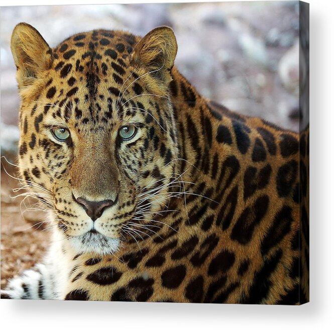 Leopard Acrylic Print featuring the photograph Leopard #4 by Jackie Russo