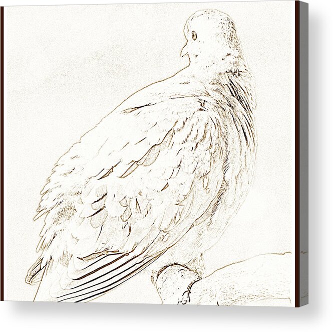 Color Acrylic Print featuring the photograph Mourning Dove, Animal Portrait #8 by A Macarthur Gurmankin