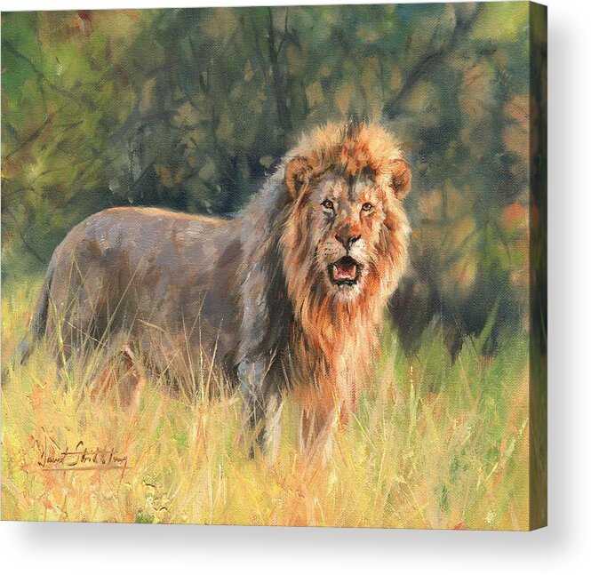 Lion Acrylic Print featuring the painting Lion #9 by David Stribbling