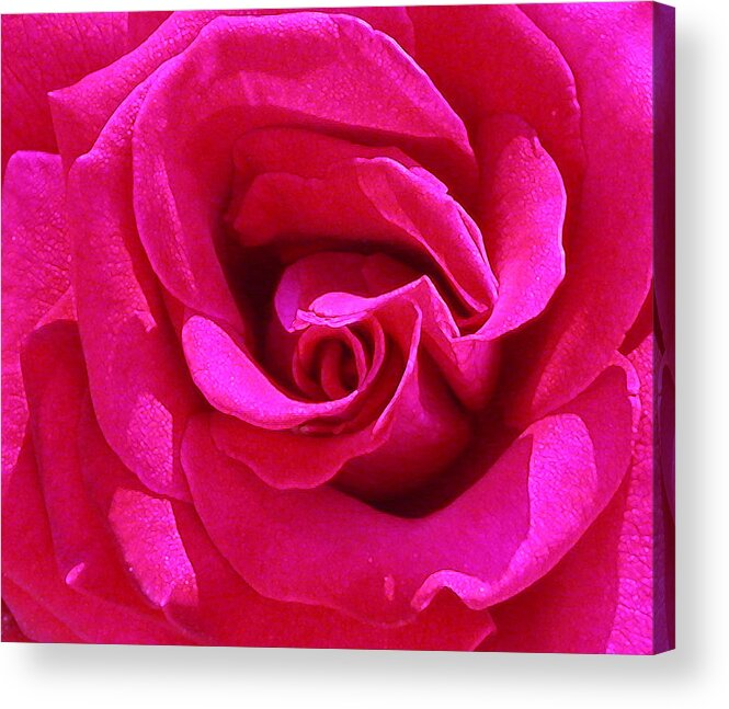 Red Rose Acrylic Print featuring the photograph A rose is a rose is a rose by Anne Cameron Cutri