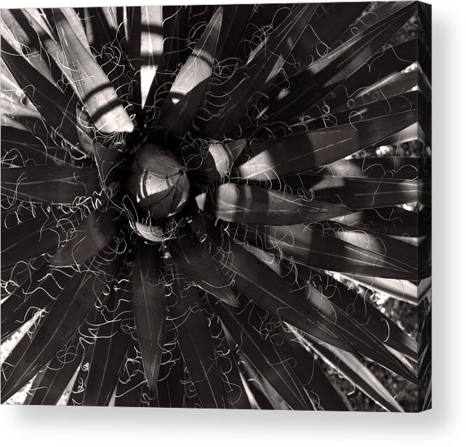 Agave Acrylic Print featuring the photograph Agave by Steve Bisgrove