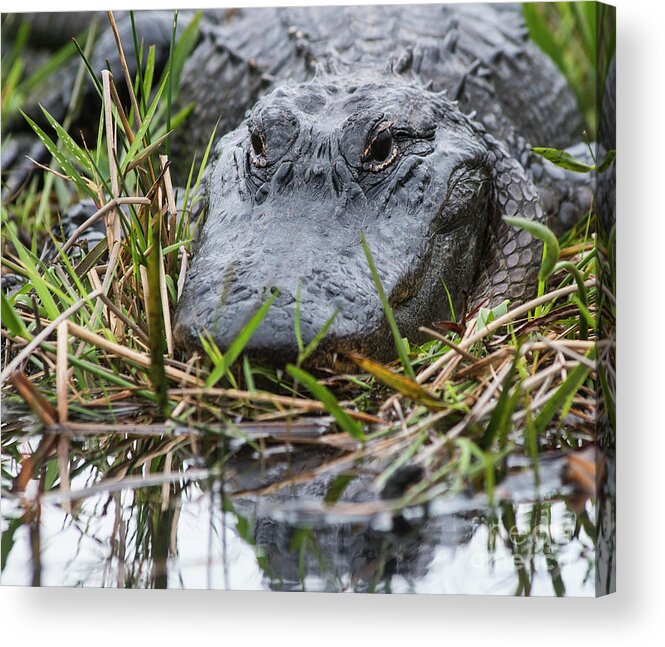 Loxahatchee Acrylic Print featuring the photograph Alligator closeup 0642A by Steve Somerville