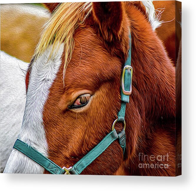 Nature Acrylic Print featuring the digital art American Paint Horse by DB Hayes