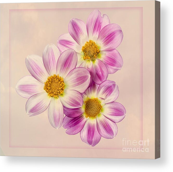 Flowers Acrylic Print featuring the photograph Apopa Sky by Ann Jacobson