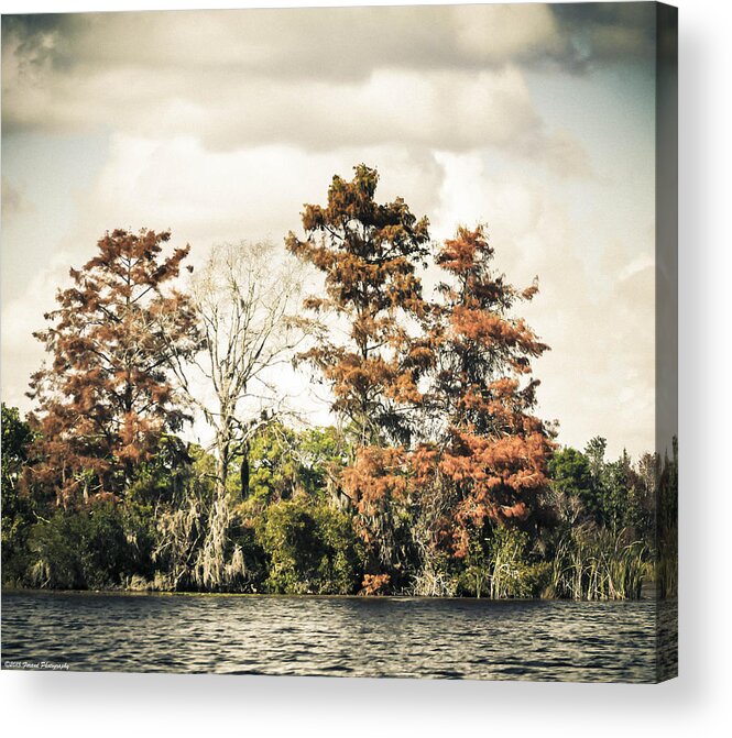 Lake Acrylic Print featuring the photograph Autumn In Florida by Debra Forand
