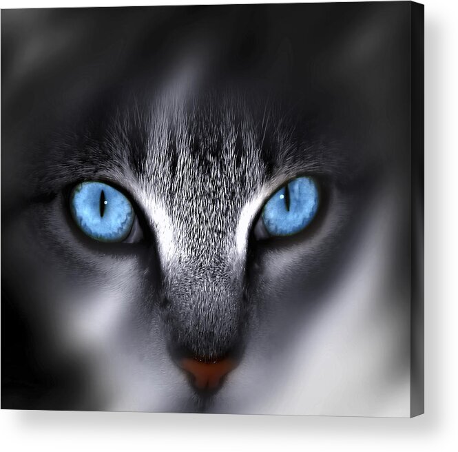Eyes Acrylic Print featuring the photograph Baby Blues by Cecil Fuselier