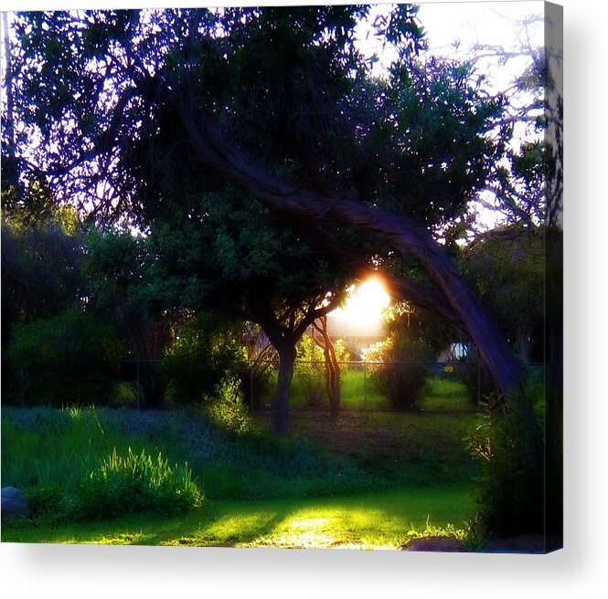 Tree Acrylic Print featuring the photograph Backyard Light by Amanda Eberly