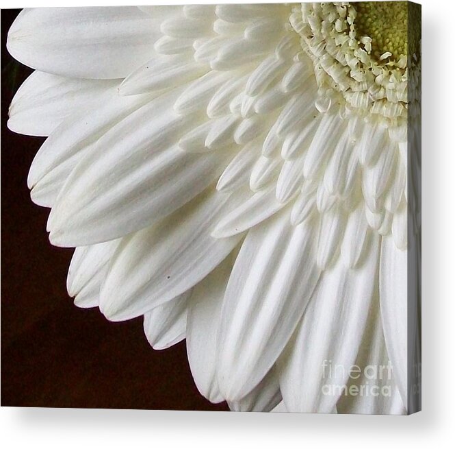 White Gerber Daisy Acrylic Print featuring the photograph Beautiful Whiteness by Marsha Heiken