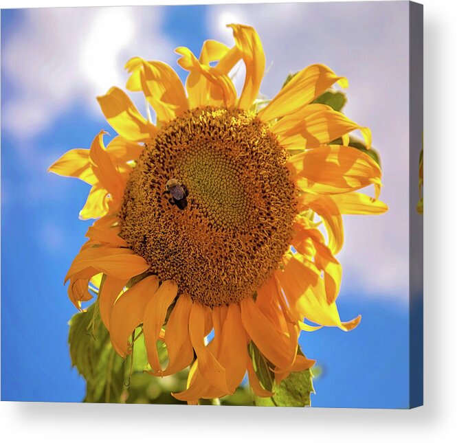 Sunflower Acrylic Print featuring the photograph Bee shaded by Sunflower by Toni Hopper
