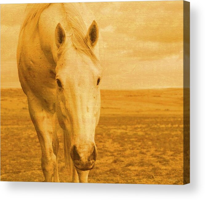 Yellow Acrylic Print featuring the photograph Beggar in Yellow by Amanda Smith