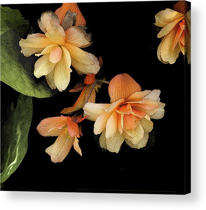 Apricot Begonias; Flowers; Garden Plants; Gardens; Plants; Nature Acrylic Print featuring the photograph Begonias 2 by Janis Senungetuk